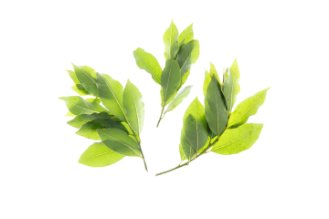 עלי דפנה טריים