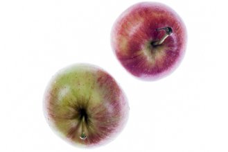 תפוח עץ גאלה